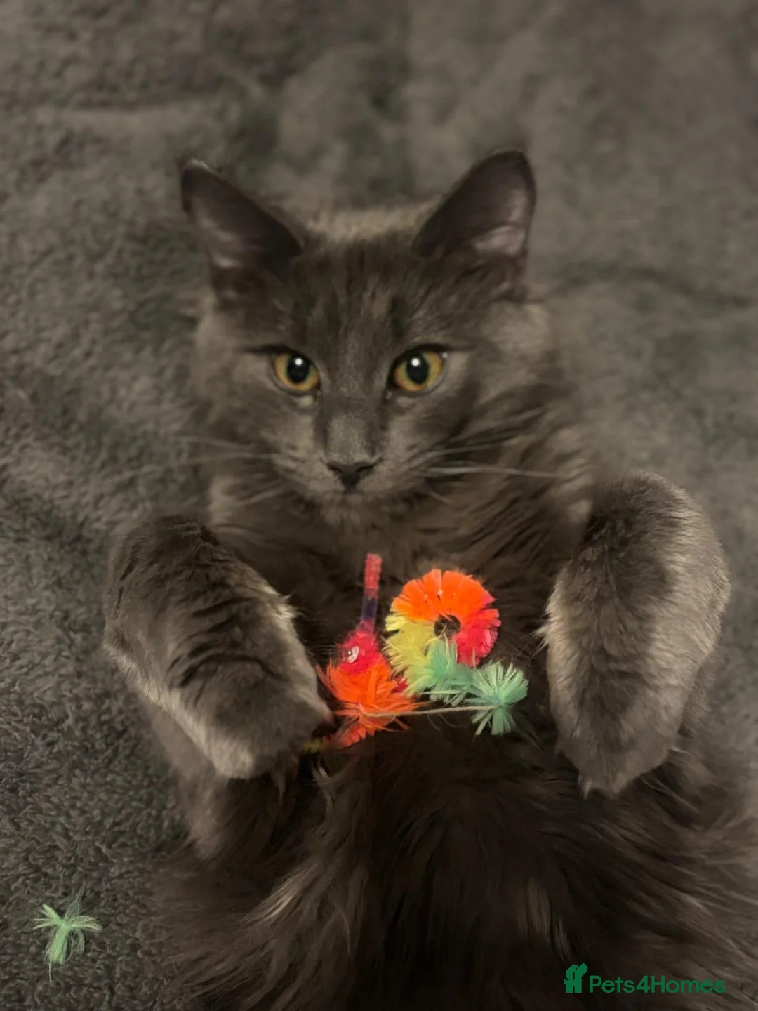 Maine Coon cats for sale: Adorable Maine Coon Kittens in Leicester - Advert 1