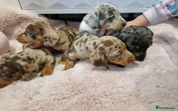 Miniature Dachshund dogs for sale: Only 4 left! Adorable Mini Dachshund Puppies 🐾🐶 - Image 8