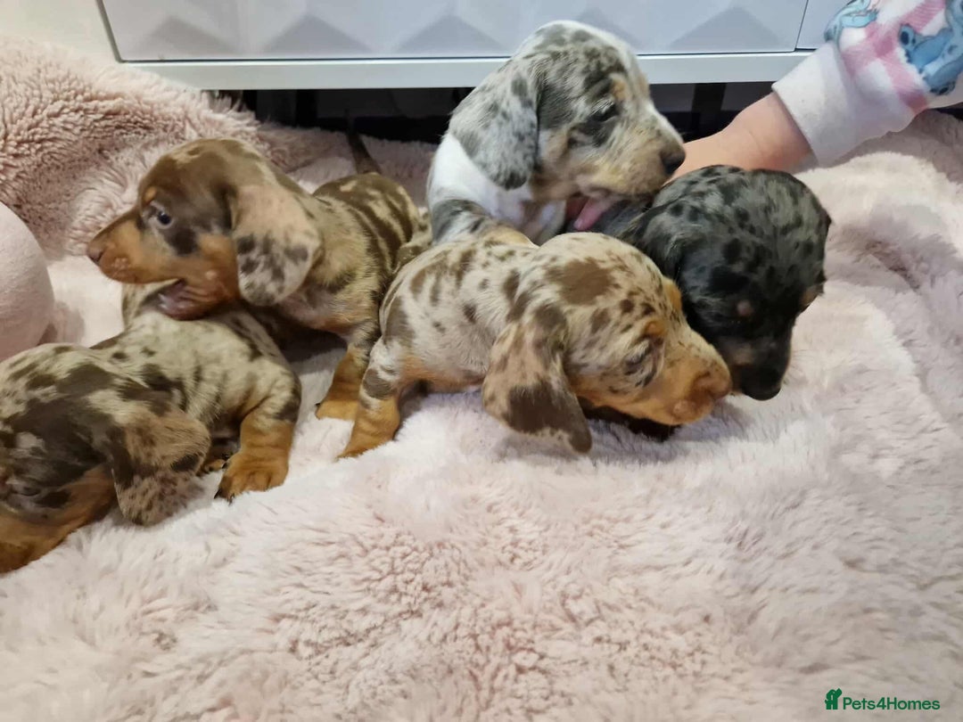 Miniature Dachshund dogs for sale: Only 4 left! Adorable Mini Dachshund Puppies 🐾🐶 - Image 8