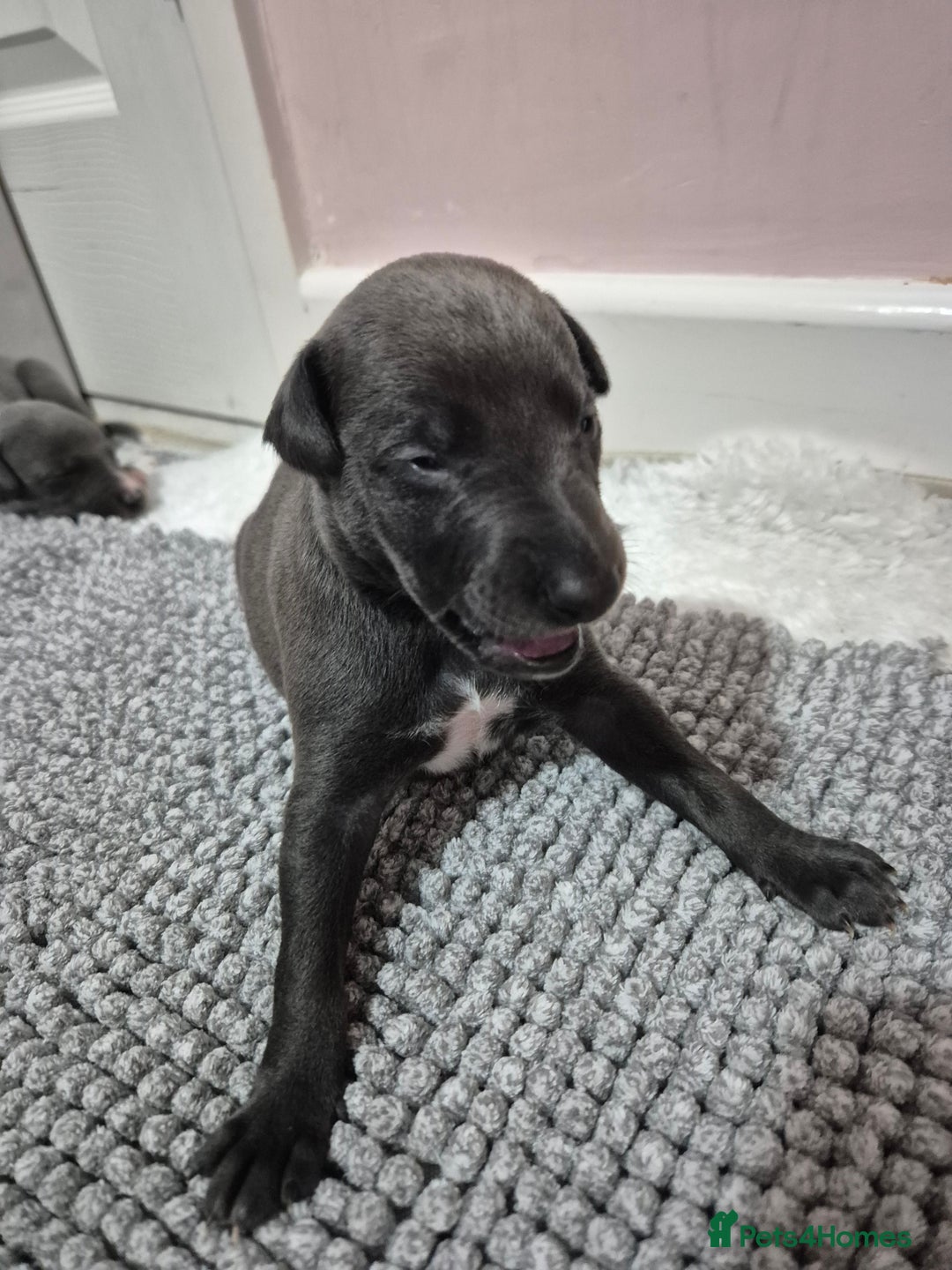 Whippet dogs for sale: 🐾 Stunning Blue Whippet Puppies - just £800!🐾 - Advert 6