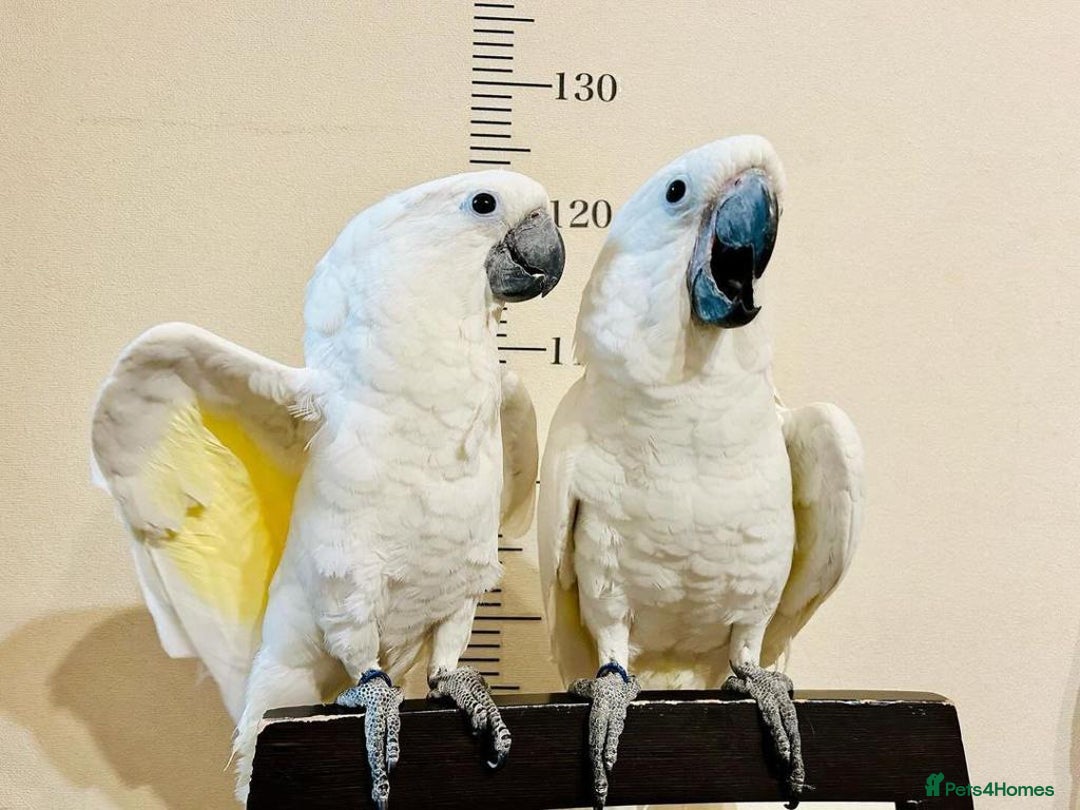 Cockatoo birds for sale: Umbrella cockatoo for sale - Image 2