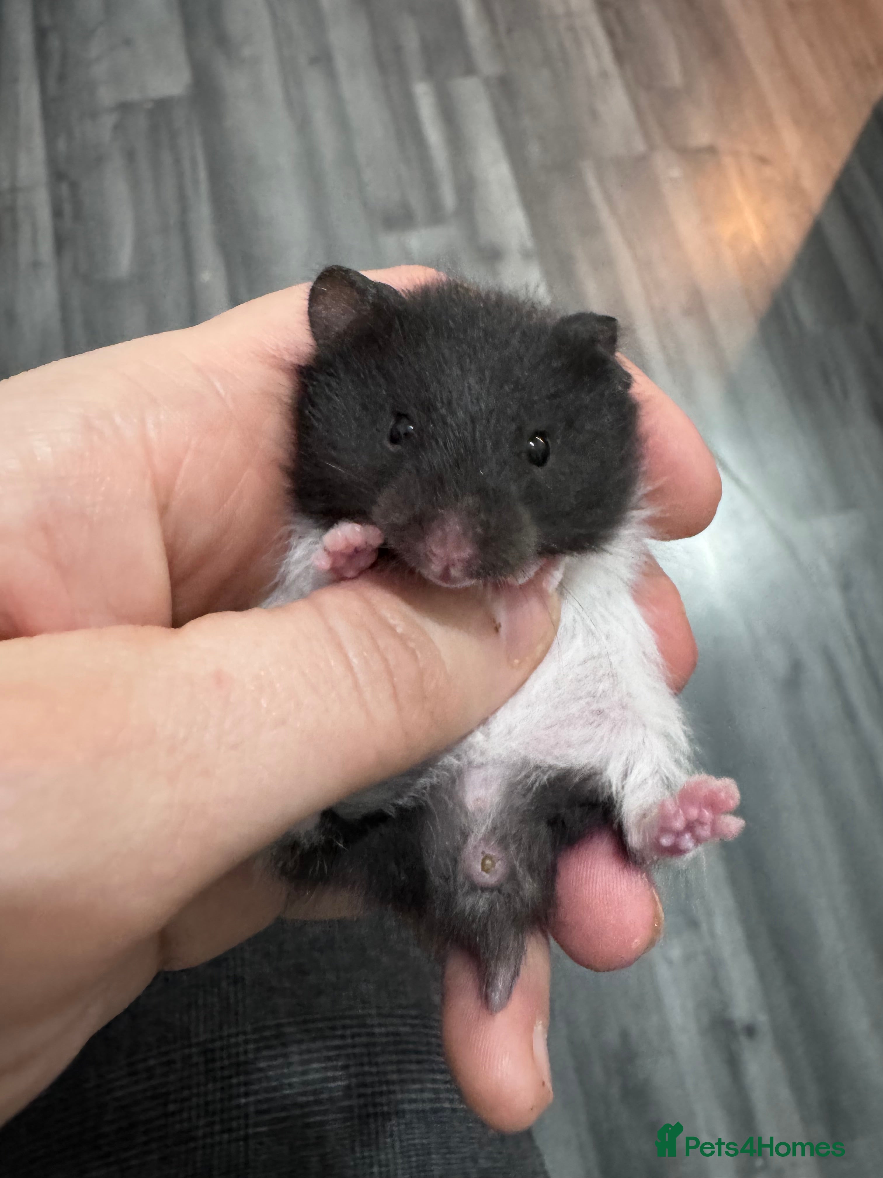 Hamster rodents Male and female baby syrian hamsters - Advert 3