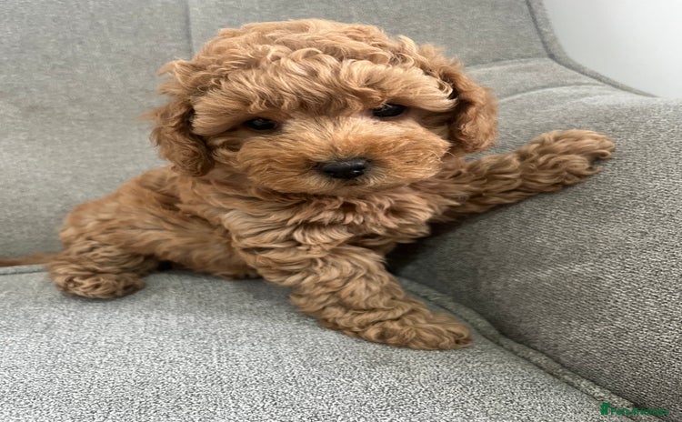 Maltipoo dogs - Advert 4