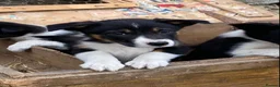 Border Collie dogs for sale: Tricoloured Border Collie Puppies - Advert 11