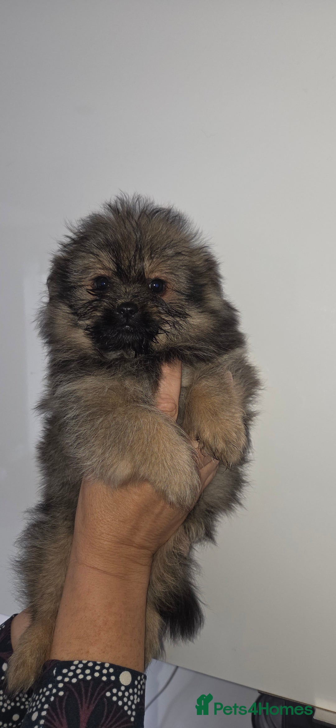 Mixed Breed dogs for sale: Shiranian puppies  - Image 14