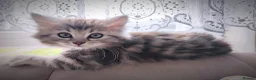 Siberian cats for sale: 🐾 Stunning Siberian cross Maine Coon Kittens 🐾 - Advert 18