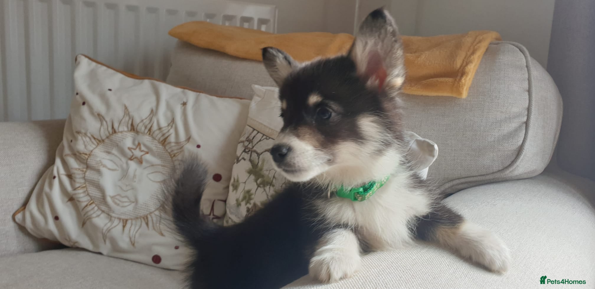 Welsh Corgi Pembroke dogs Ready now Beautiful kc Corgi Puppies - Advert 2
