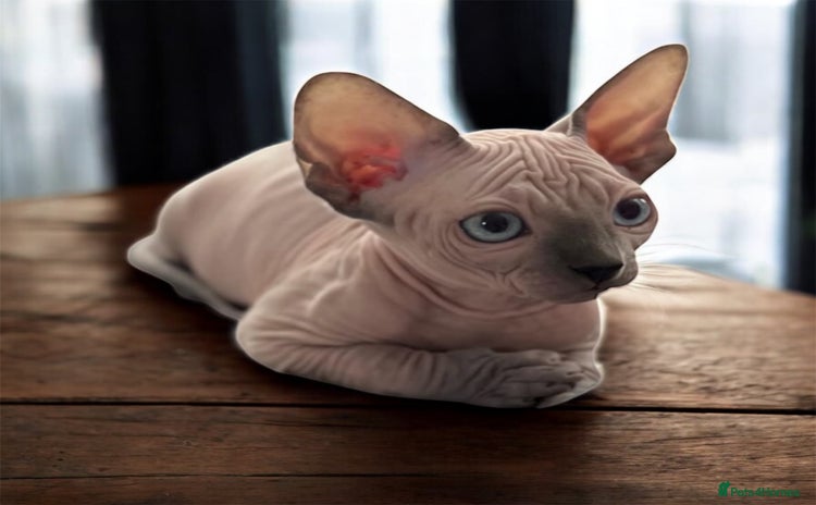Sphynx cats - Advert 2