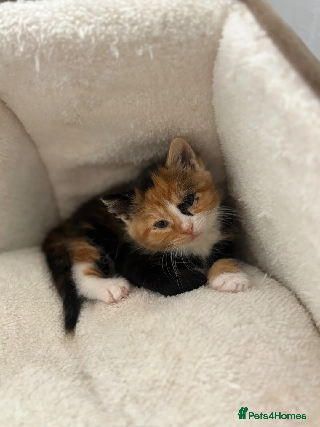 Mixed Breed cats for sale: Beautiful Calico Kitten  - Advert 4