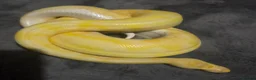 Snake reptiles for sale: Hognose & royal python ball python snake - Advert 10