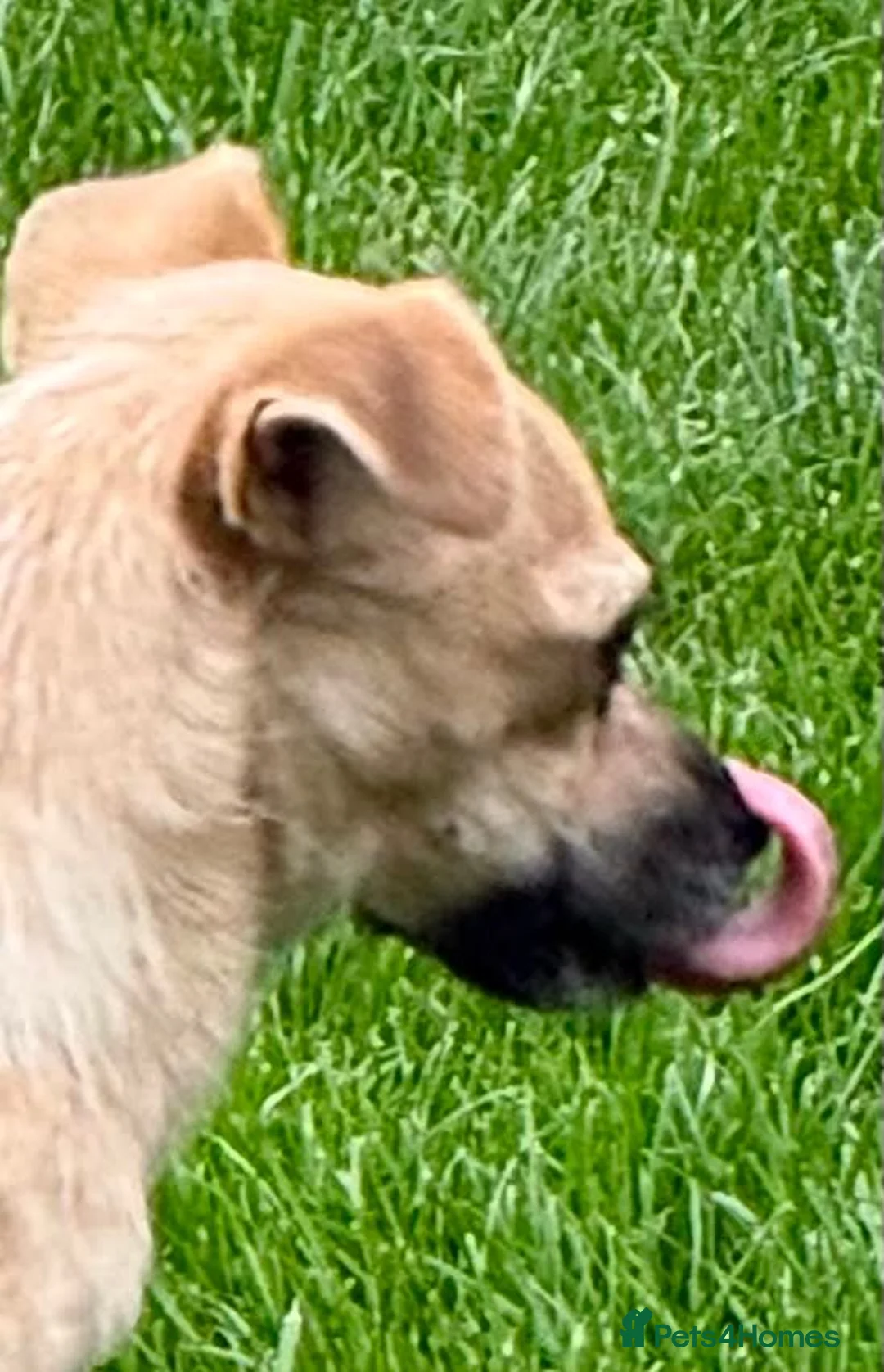 Mixed Breed dogs for adoption: 🐾 MEET MARGO – OUR TEENY LITTLE POCKET ROCKET! 🐾 in Newcastle upon Tyne - Advert 4