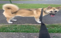 Akita dogs for sale: Female akita - Image 2