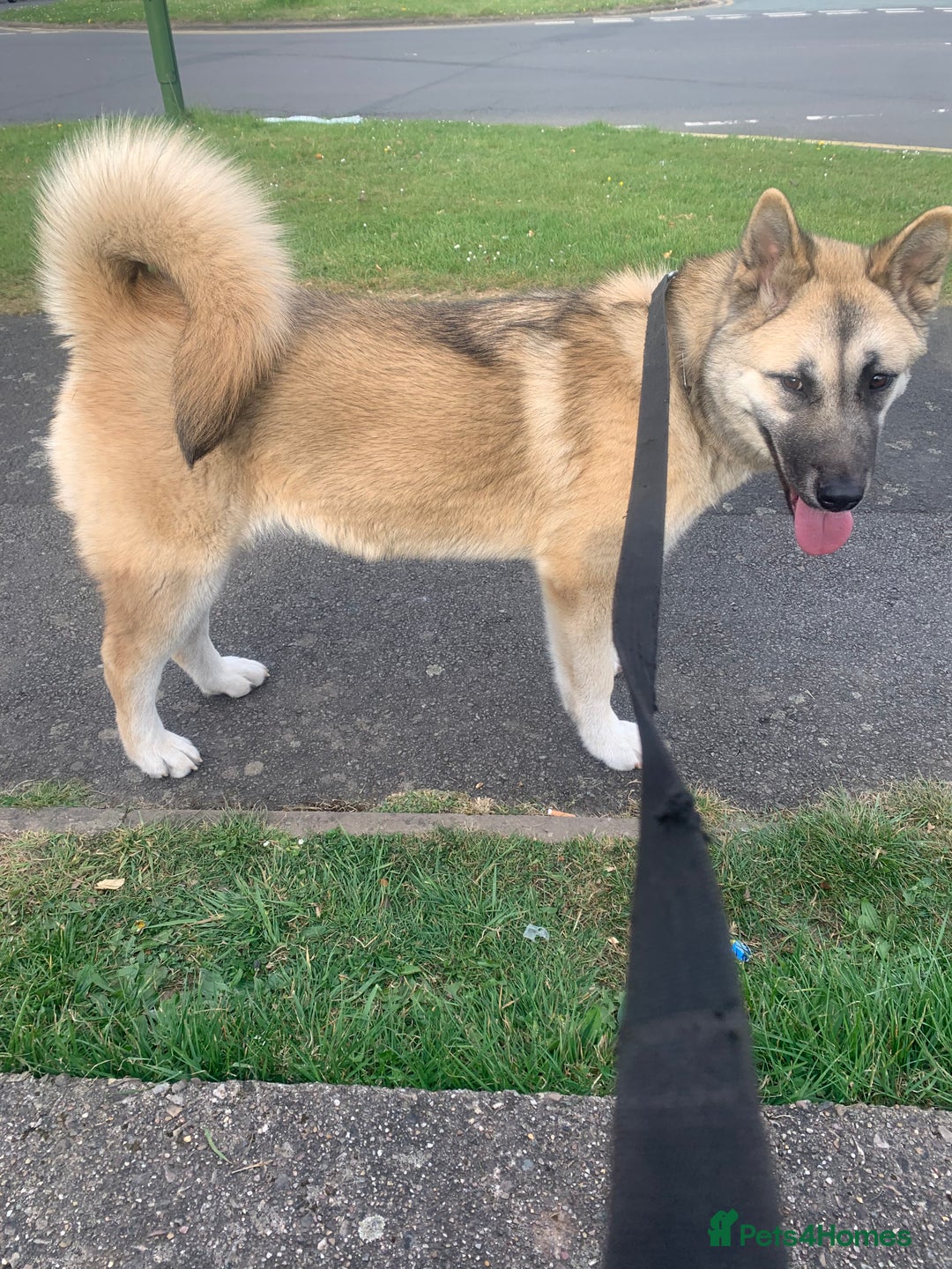 Akita dogs for sale: Female akita - Image 2