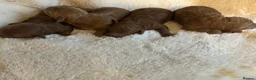 Cockapoo dogs for sale: ❤️🐾Stunning dark fox red F1b cockapoos 🐾❤️ - Advert 11
