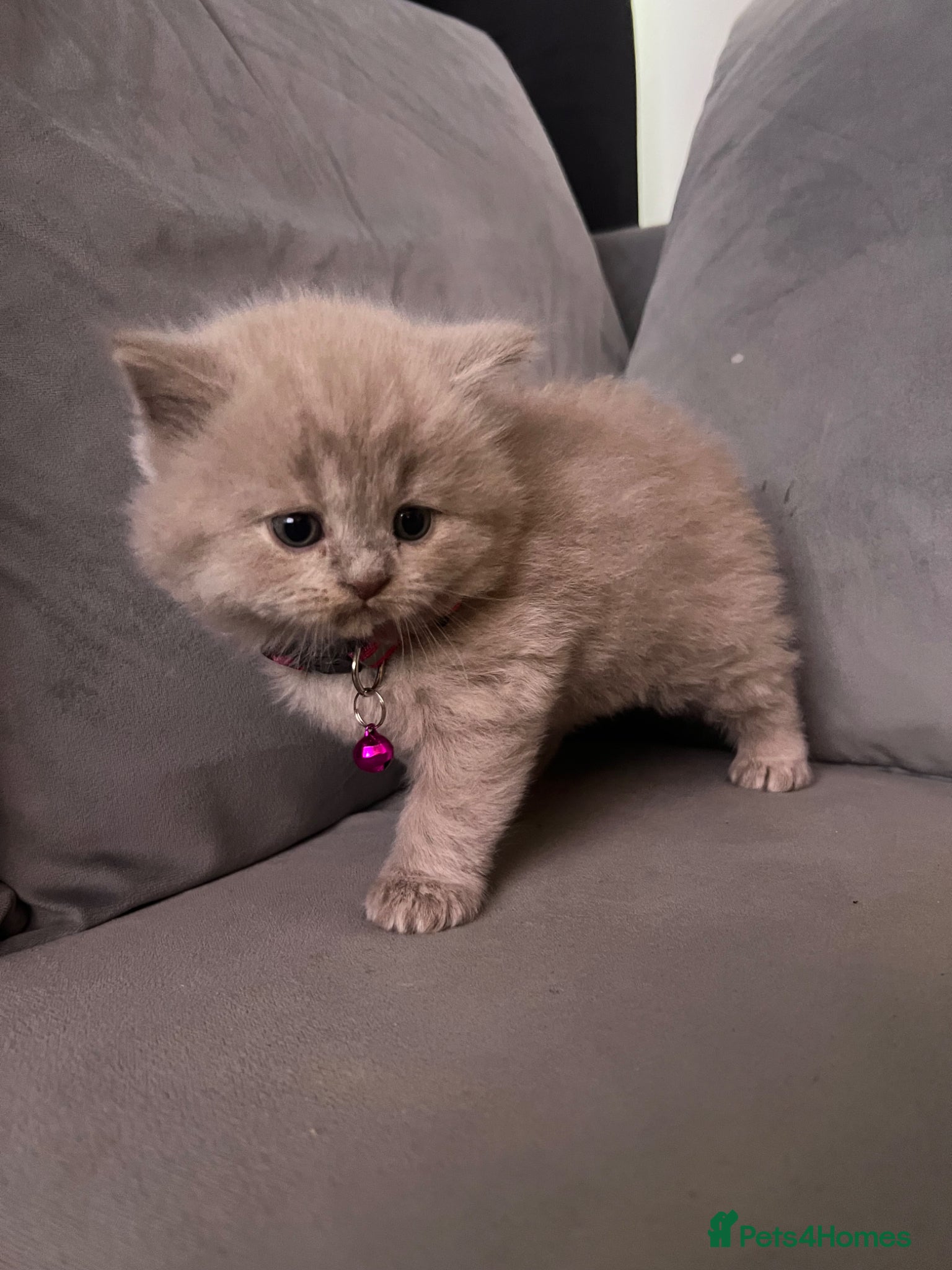 British Shorthair cats Two British short hair left  - Advert 2