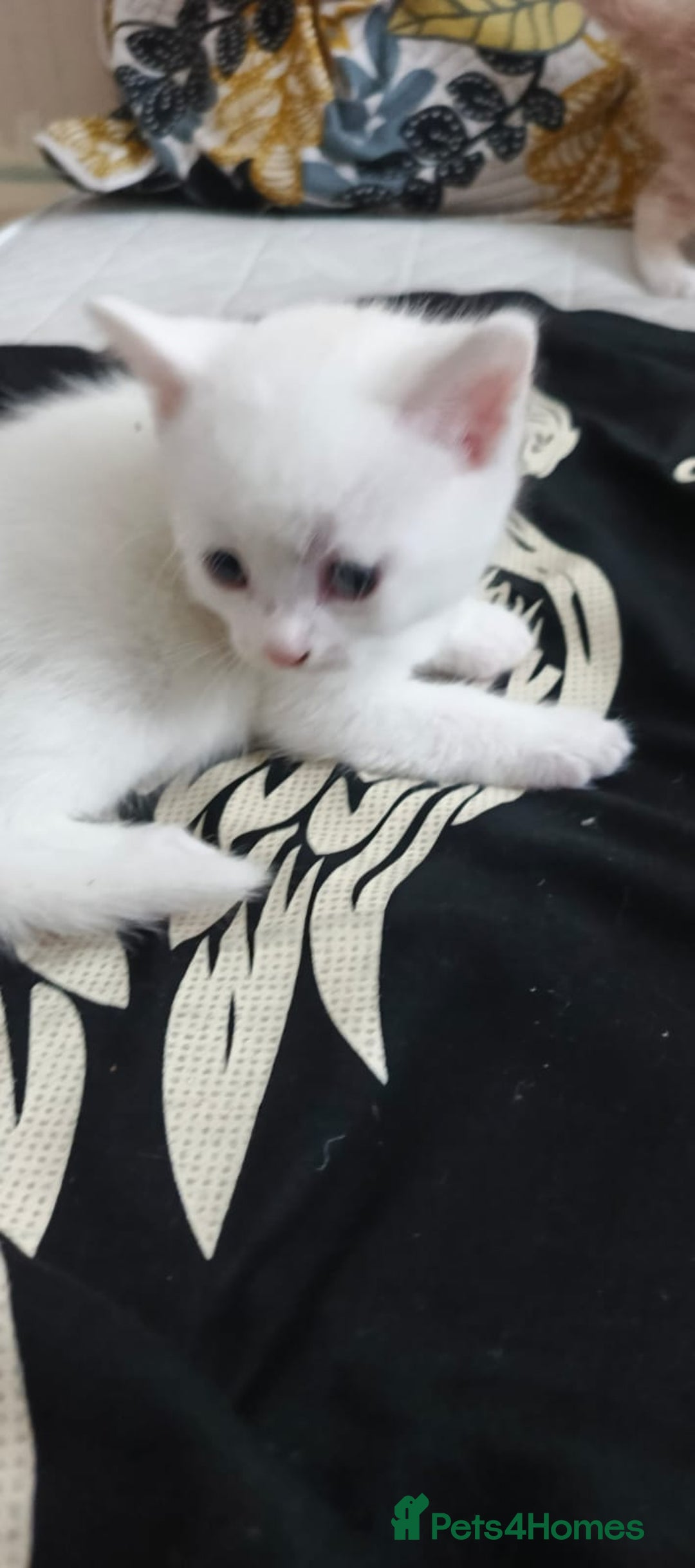British Shorthair cats for sale: Kittens - Image 6
