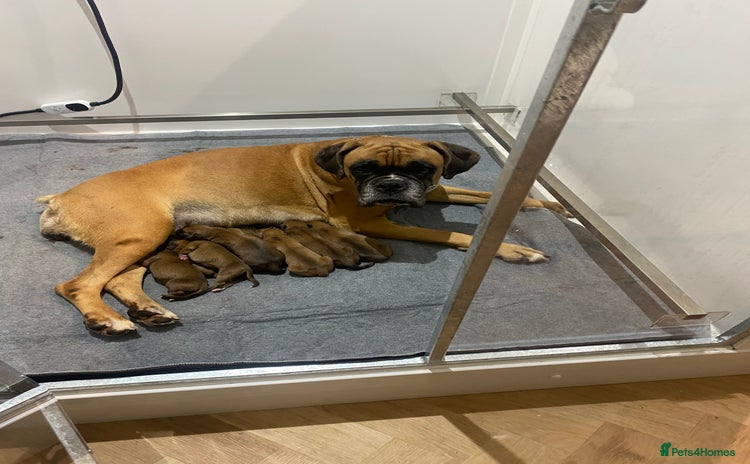 Boxer dogs - Advert 1