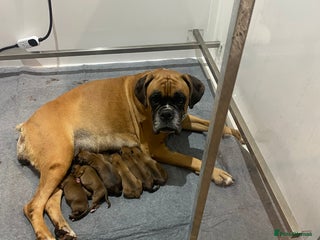 Boxer dogs - Advert 7