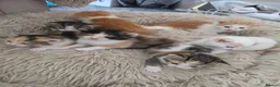 Mixed Breed cats for sale: look at all those tiny fluffballs!  - Advert 23