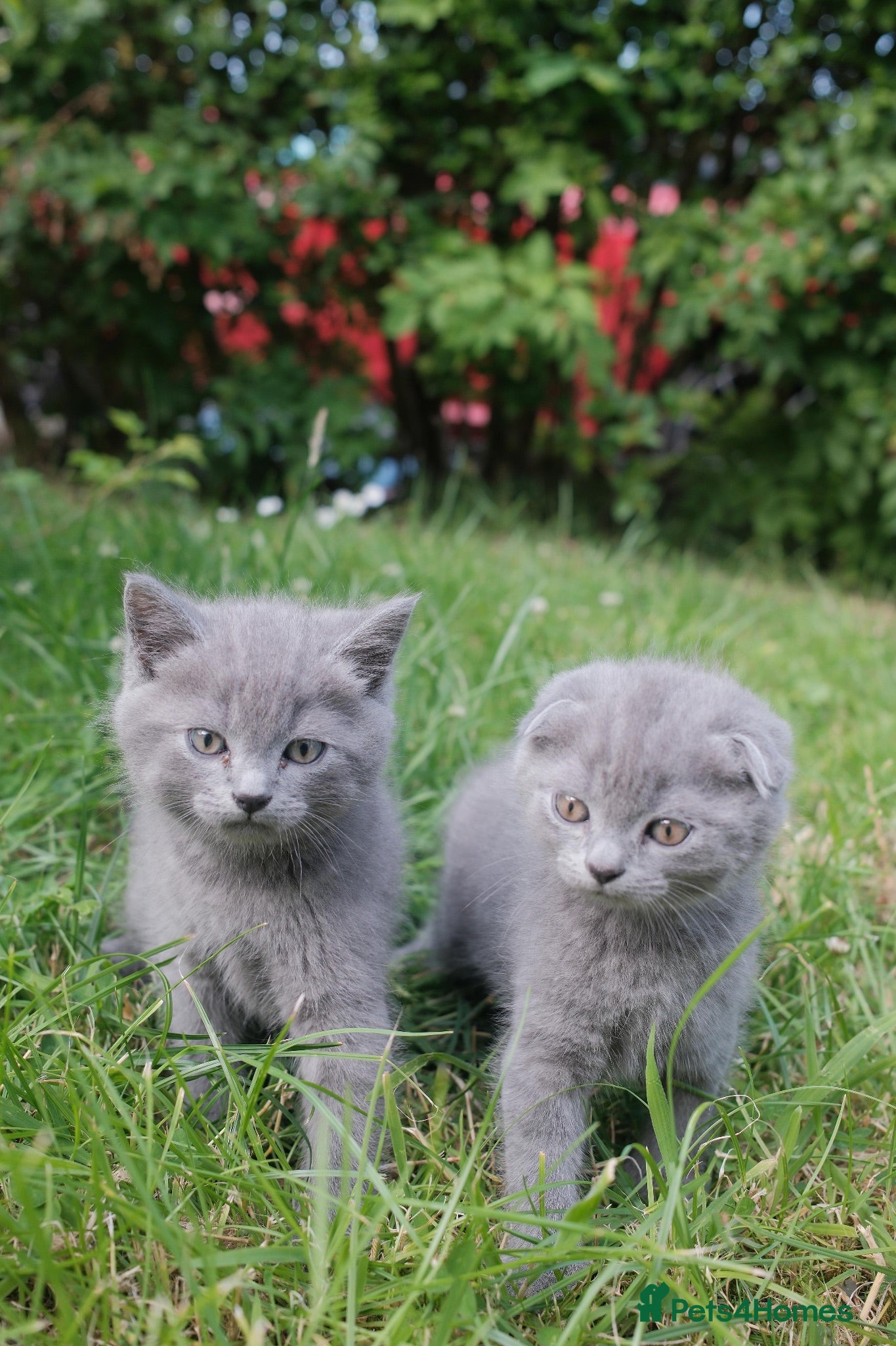 British Shorthair cats Beautiful British Shorthair BOYS  - Advert 1