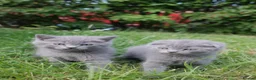 British Shorthair cats for sale: Beautiful British Shorthair BOYS  - Advert 1