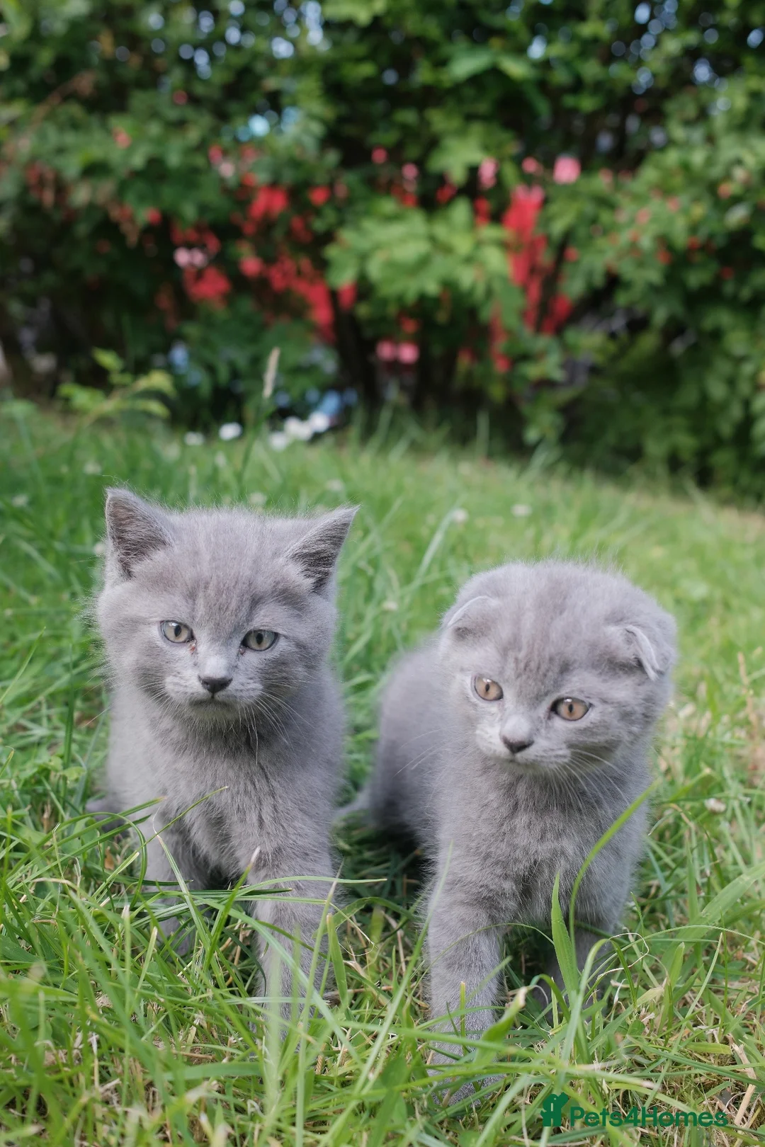 British Shorthair cats for sale: Beautiful British Shorthair BOYS  - Advert 1