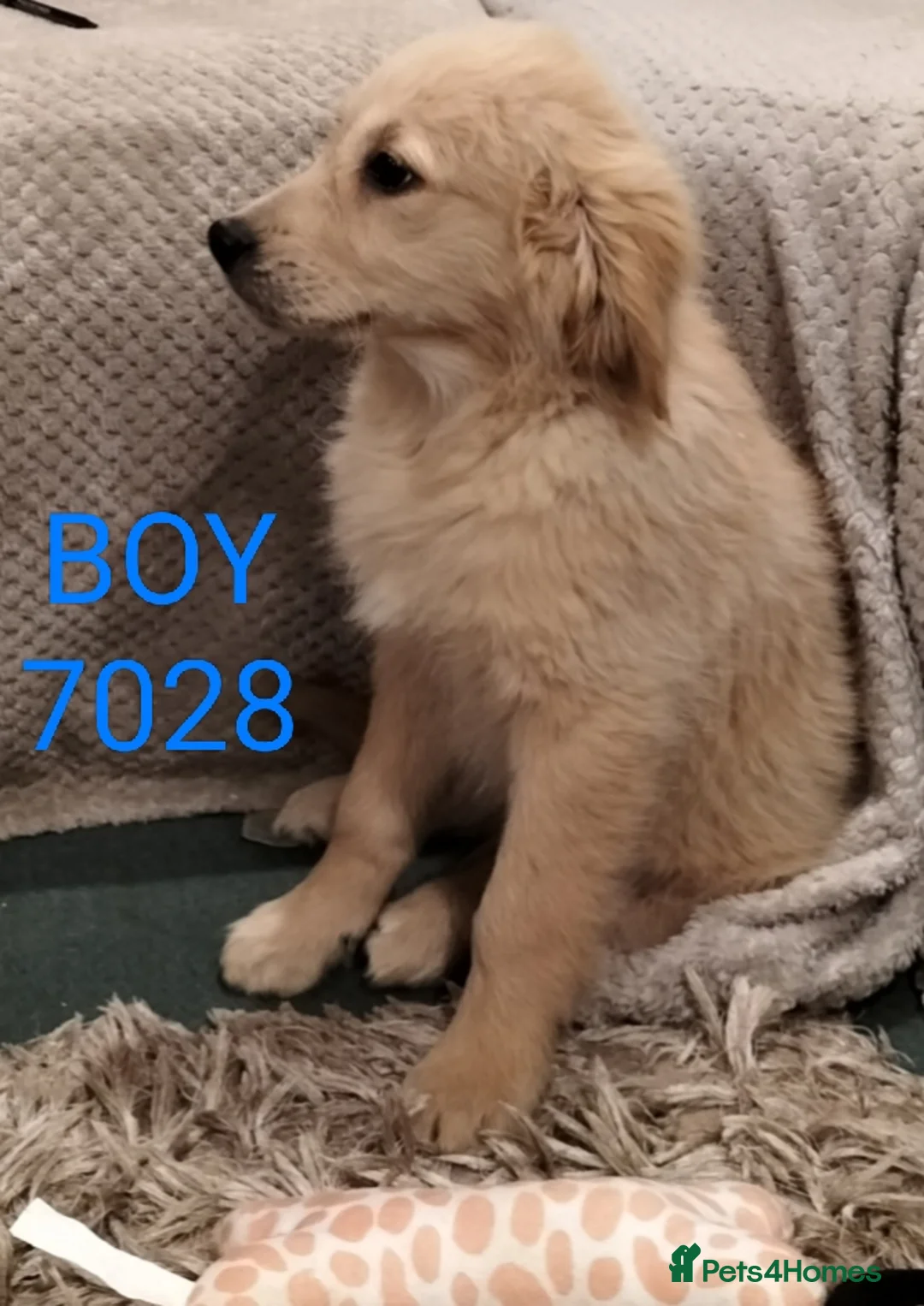 Golden Retriever dogs for sale: GOLDEN RETRIEVER PUPS - Advert 21