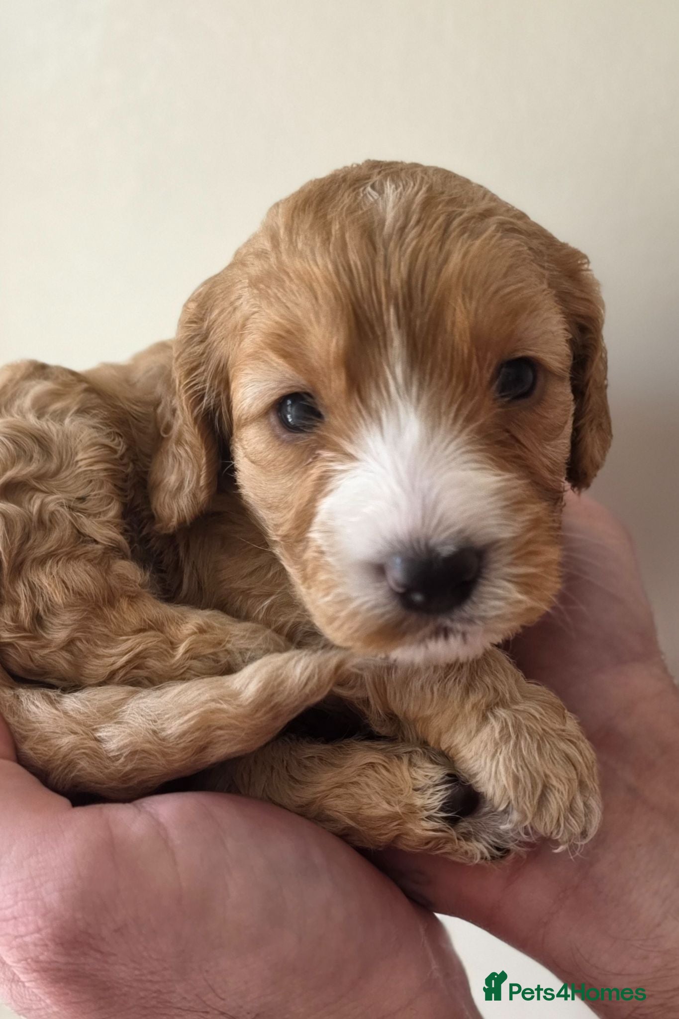Cockapoo dogs Beautiful F1 Cockerpoo's Dna Clear  - Advert 8