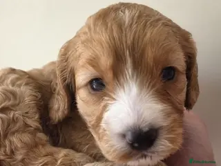 Cockapoo dogs Beautiful F1 Cockerpoo's Dna Clear - Advert 8