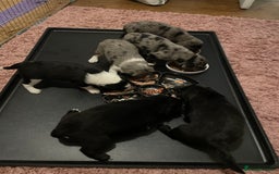 Mixed Breed dogs for sale: Sprollie Puppies  - Image 1