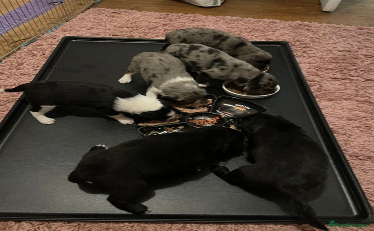 Mixed Breed dogs - Advert 12