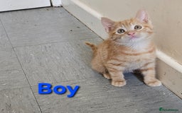 Mixed Breed cats for sale: Male Ginger kittens - Image 2