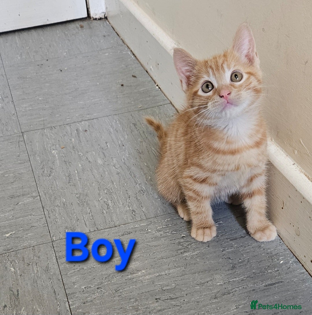 Mixed Breed cats for sale: Male Ginger kittens - Image 2