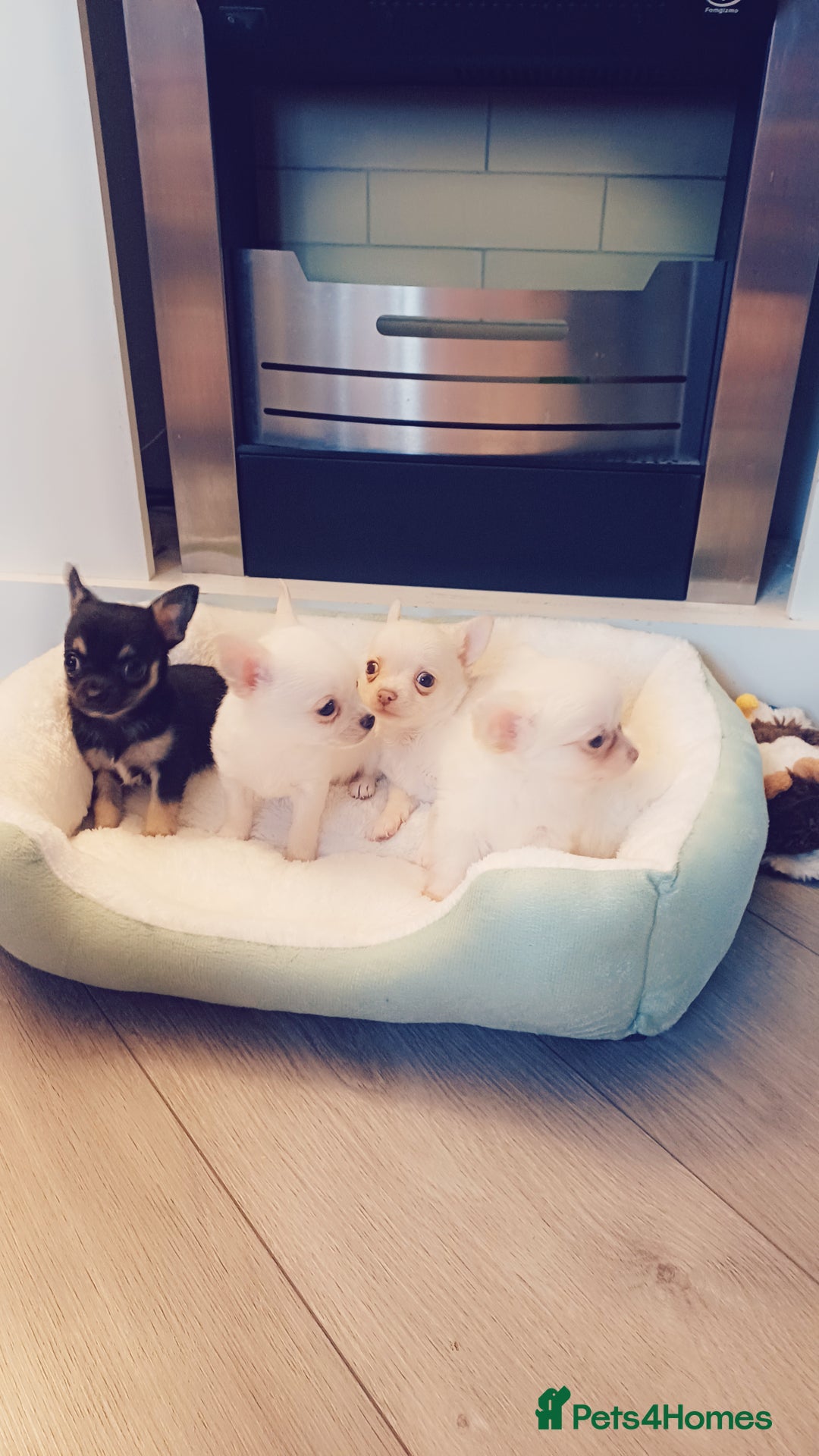 Chihuahua dogs for sale: Pedigree chihuahua puppies for sale - Advert 2