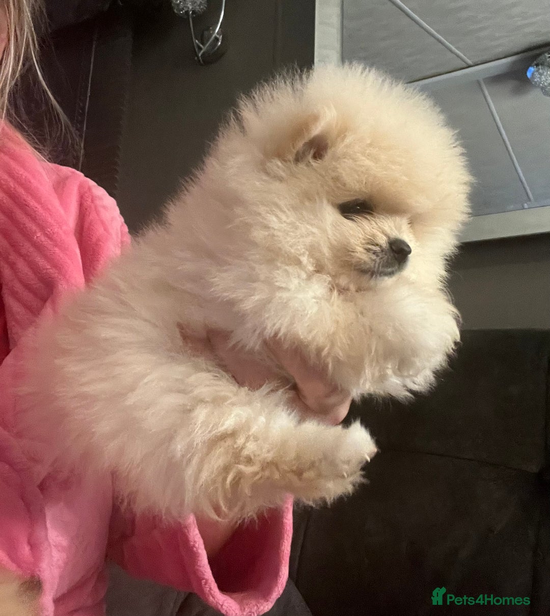 Pomeranian dogs for sale: Pomeranian  puppies  - Image 17