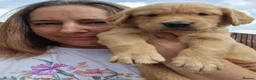 Golden Retriever dogs for sale: Last boy KC Red Golden Retriever - Advert 1
