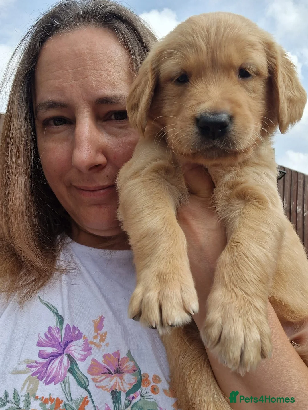 Golden Retriever dogs for sale: Last boy KC Red Golden Retriever - Advert 1