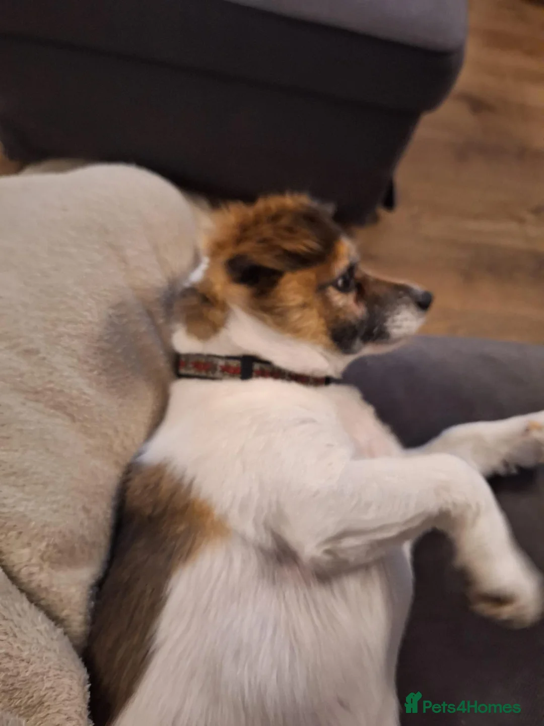 Mixed Breed dogs for sale: Old Man Blake - Advert 7
