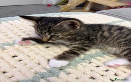 Mixed Breed cats for sale: Mainecoon mix kitten - Advert 6