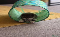 Scottish Fold cats for sale: Frankie 🩵 3 month old  Scottish Fold male kitten - Image 3
