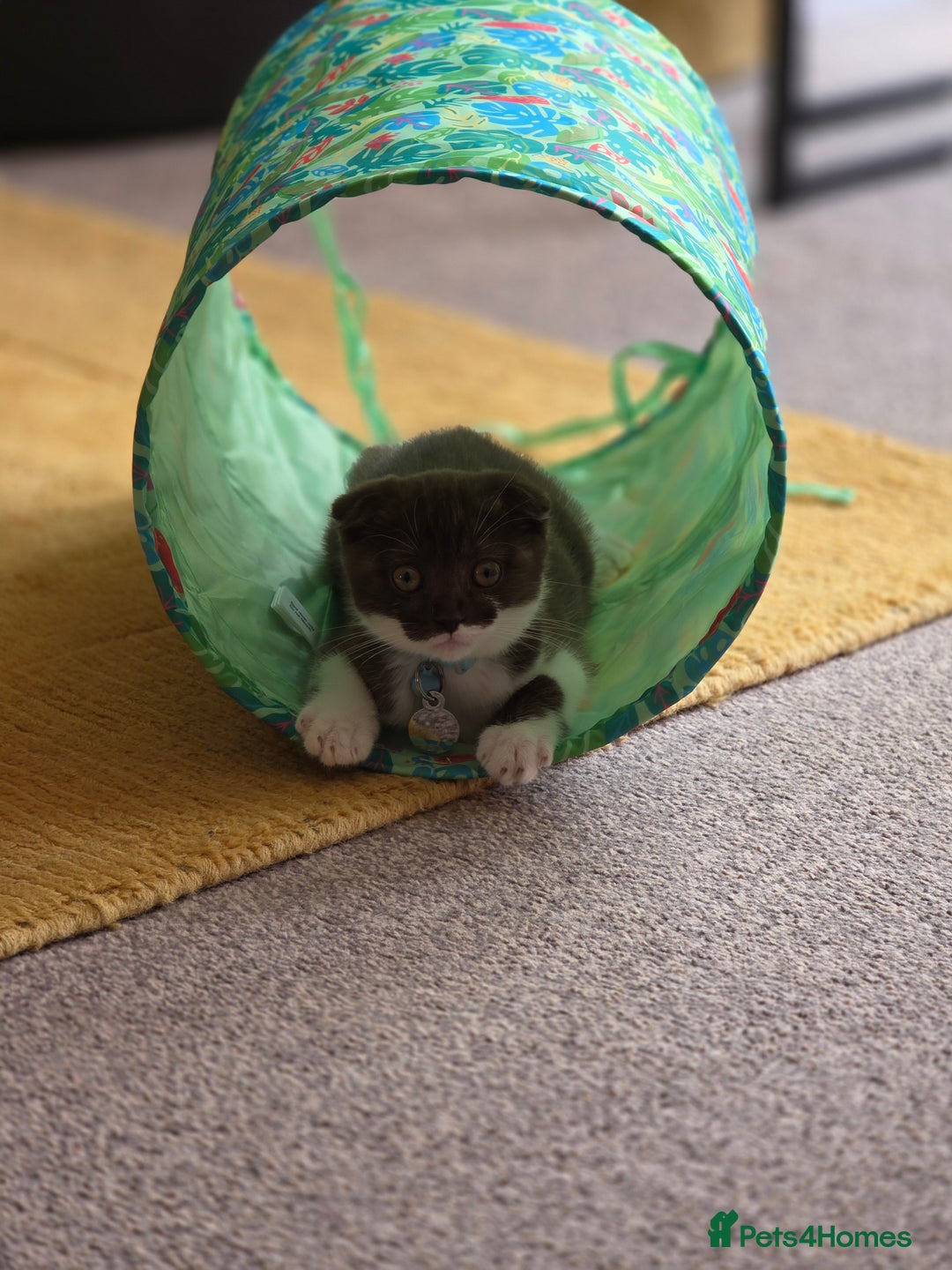 Scottish Fold cats for sale: Frankie 🩵 3 month old  Scottish Fold male kitten - Image 3