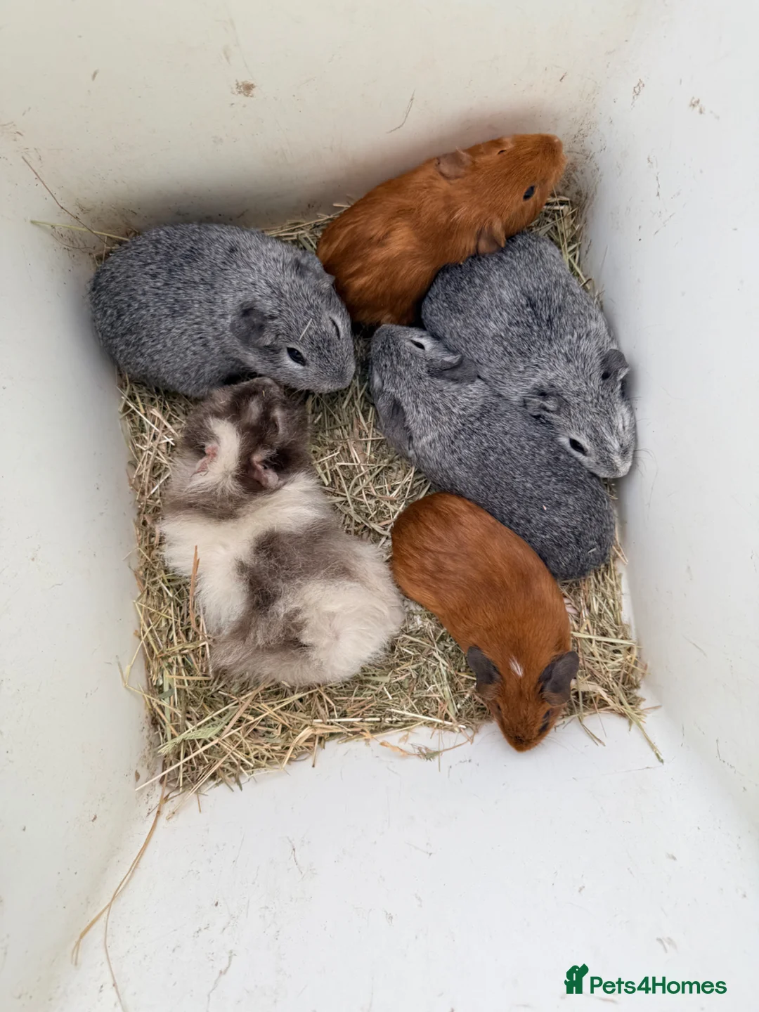 Guinea Pig rodents for sale: Baby boar Guinea pigs *updated* - Advert 2