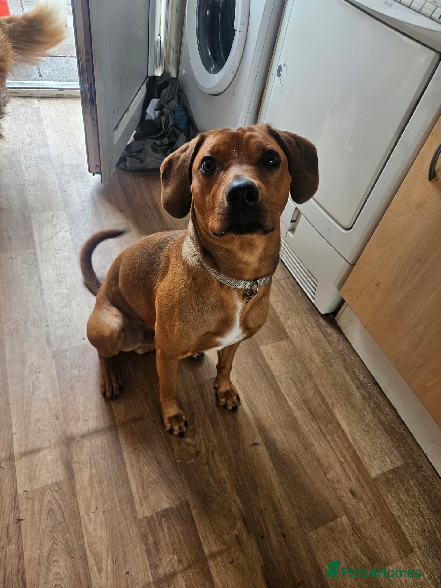 Mixed Breed dogs for sale: Springer x ridgeback  - Advert 11