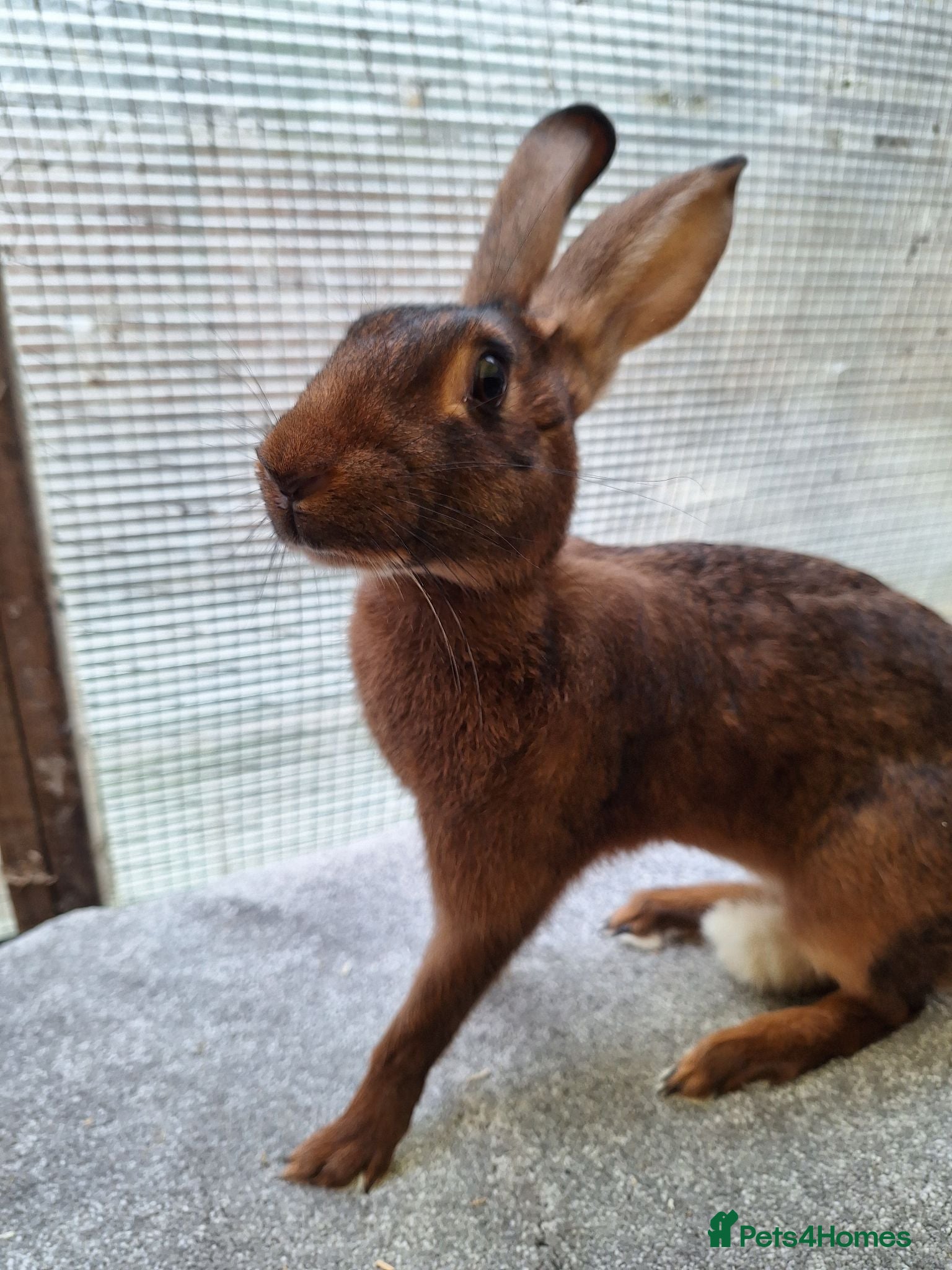 Belgian Hares rabbits Young Belgian Hare Doe for sale  - Advert 2