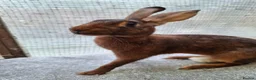 Belgian Hares rabbits for sale: Young Belgian Hare Doe for sale  - Advert 2