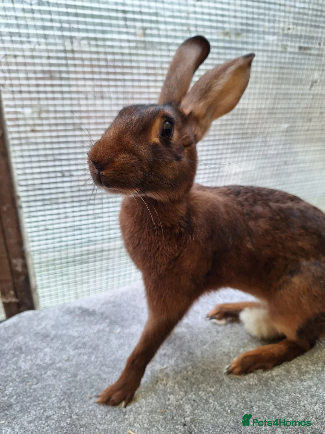 Belgian Hares rabbits for sale: Young Belgian Hare Doe for sale  - Advert 2