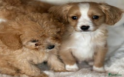 Cavapoo dogs for sale: Beautiful cavapoos - Image 11