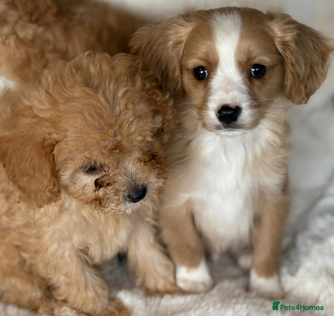 Cavapoo dogs for sale: Beautiful cavapoos - Image 11