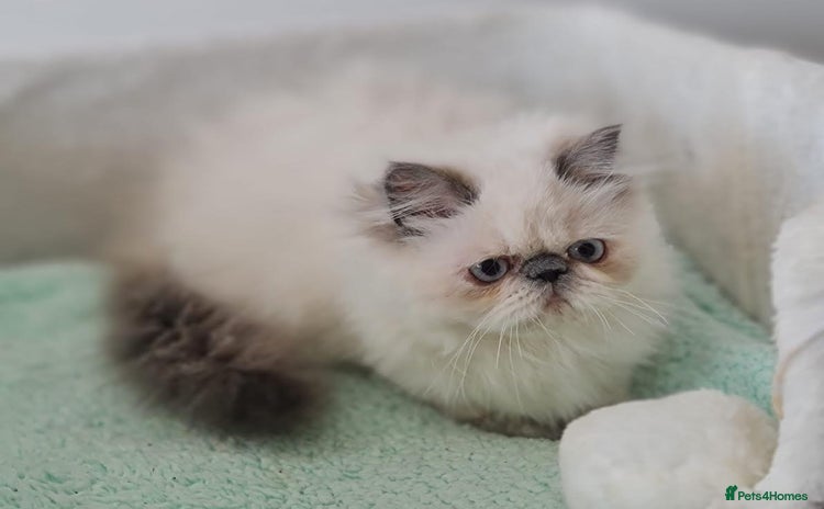 Persian cats - Advert 11