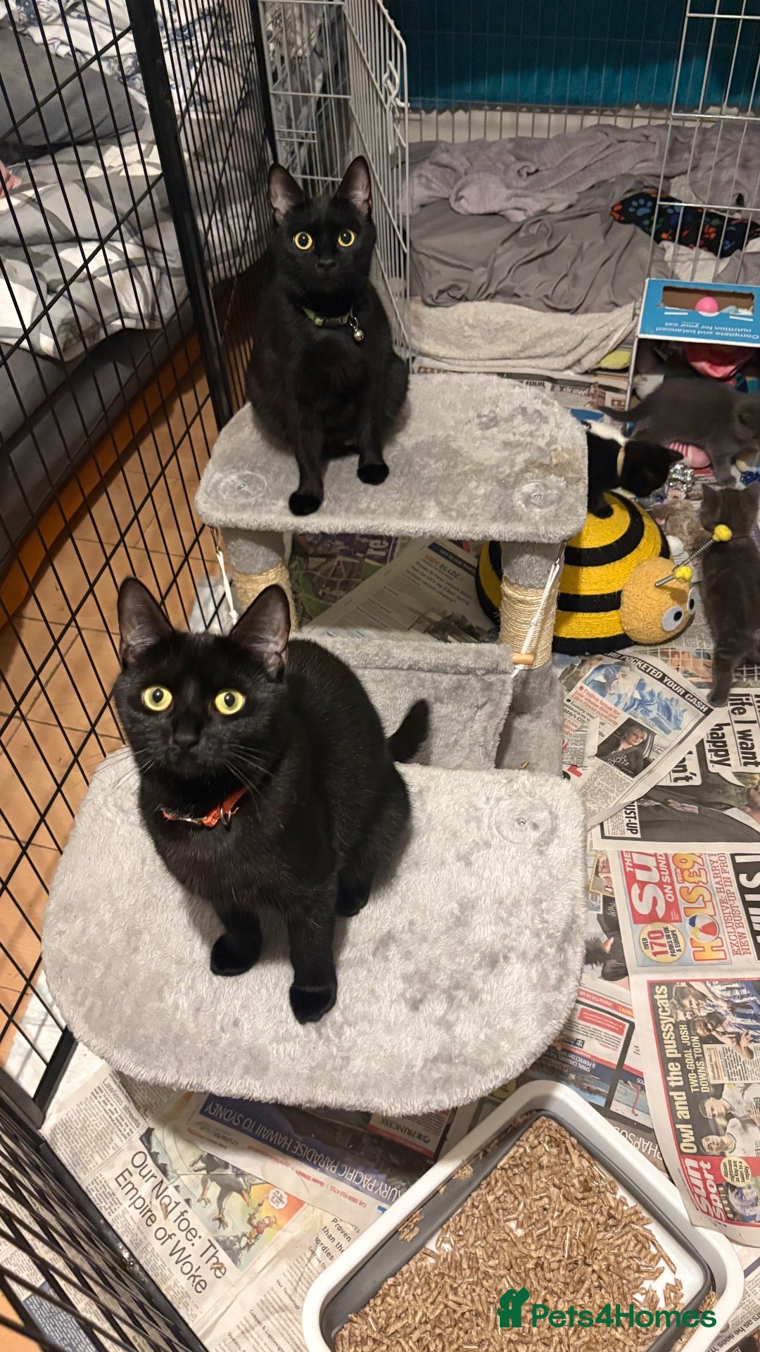 Mixed Breed cats For sale 3 boys 3 girls - Advert 18